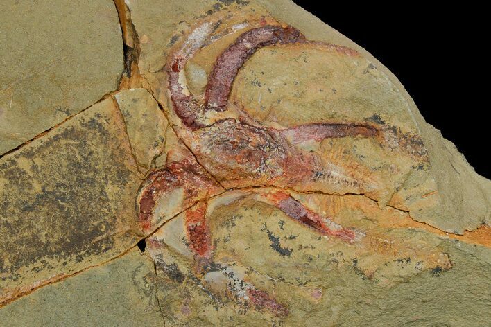 Soft-Bodied Marrellomorph (Furca) Fossil - Positive & Negative #179393